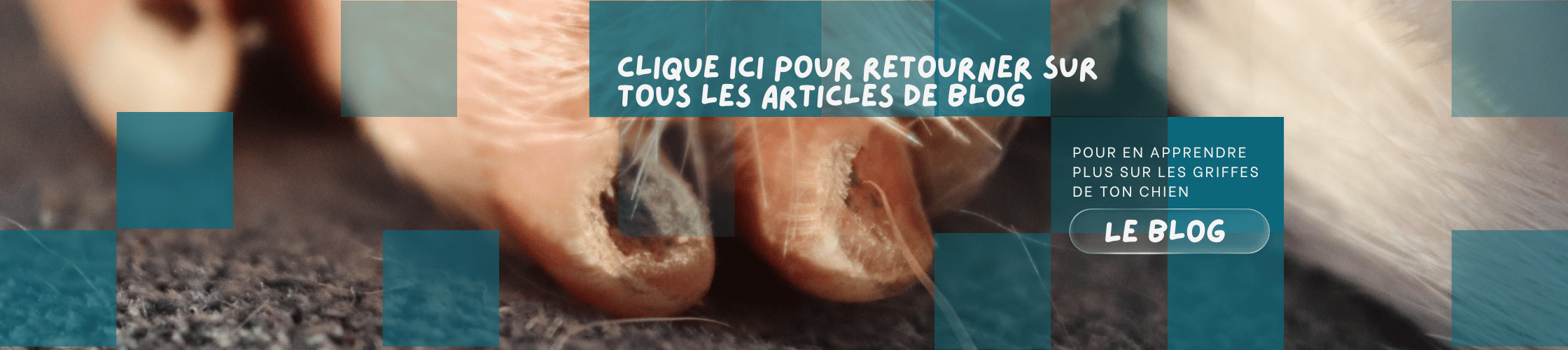 Bannière vers le blog Pattes Parfaites pour aller sur tous les articles