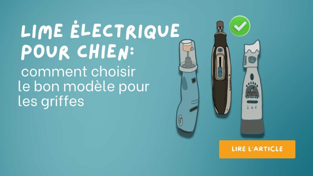 Lire la suite à propos de l’article Lime électrique pour chien: comment choisir le bon modèle pour les griffes
