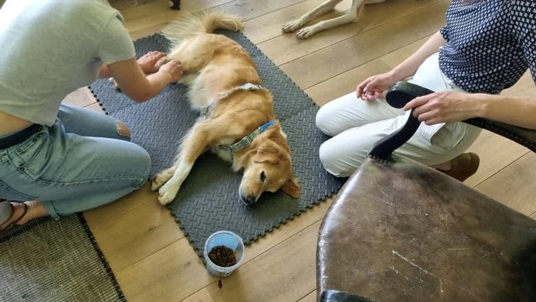 Savoir tenir les pattes d'un chien pour couper les griffes